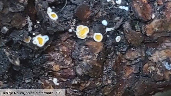 Lachnellula resinaria