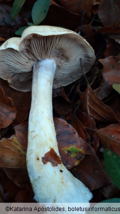 Hebeloma sinapizans
