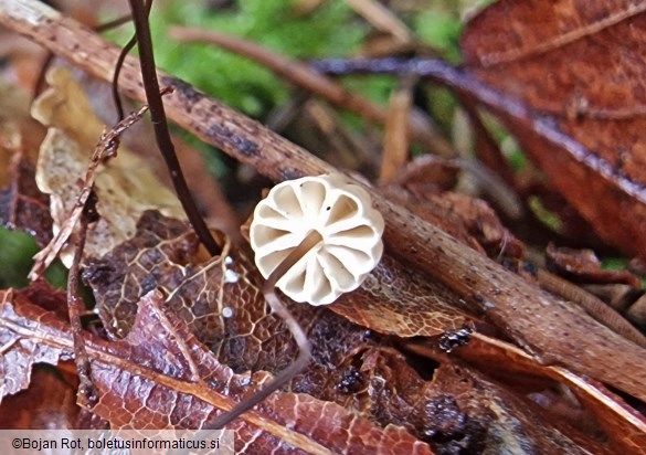 Marasmius bulliardii