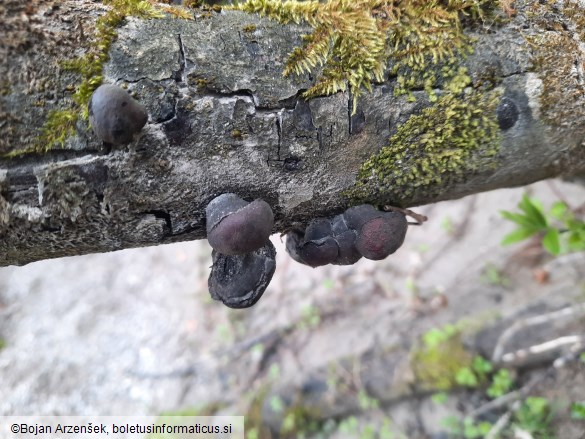 Daldinia vernicosa