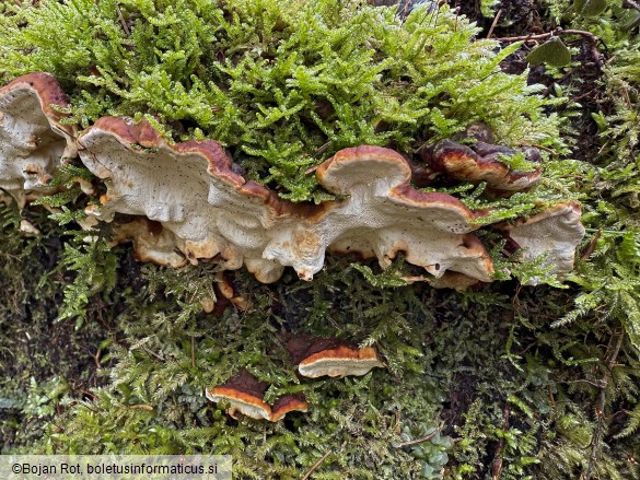 Fomitopsis malicola