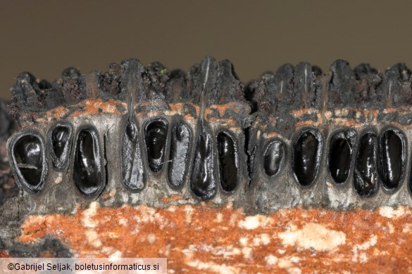 Eutypa spinosa