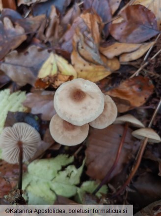 Marasmius cohaerens