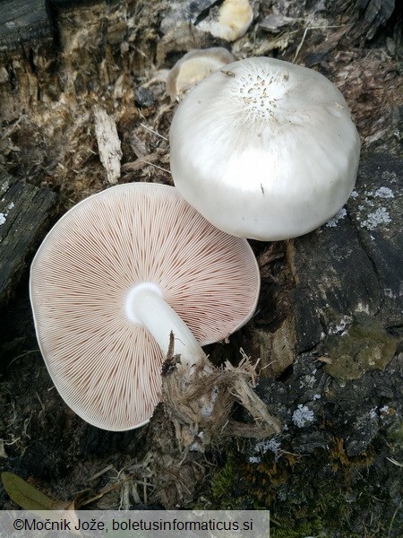 Pluteus petasatus