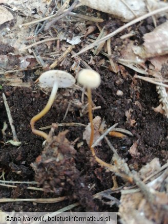 Strobilurus tenacellus