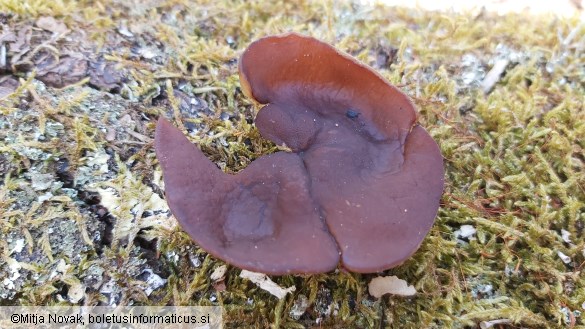 Pachyella aquatilis