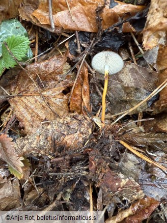 Strobilurus tenacellus