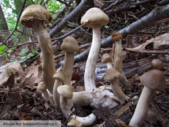 Agrocybe praecox