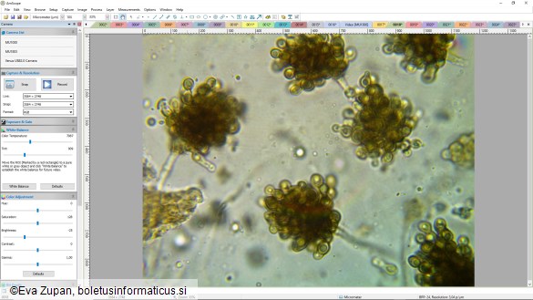 Cheirospora botryospora