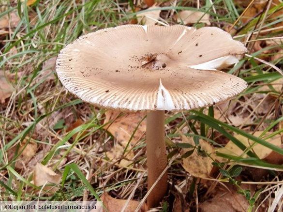 Amanita spadicea