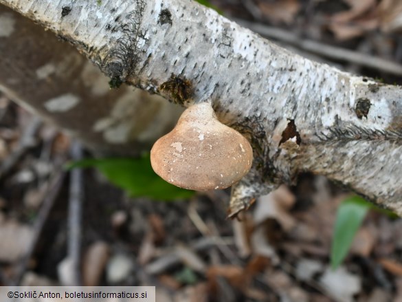 Fomitopsis betulina