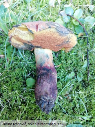 Suillellus queletii