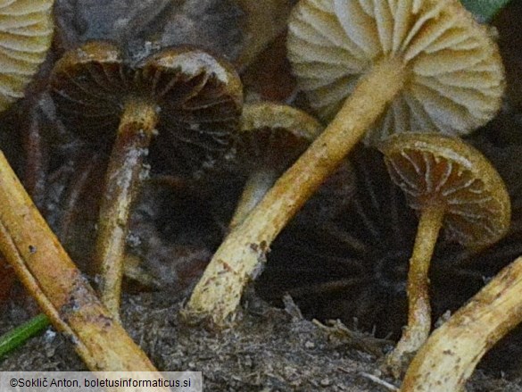 Protostropharia islandica