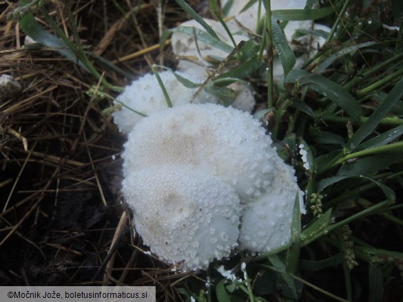 Leucocoprinus cretaceus