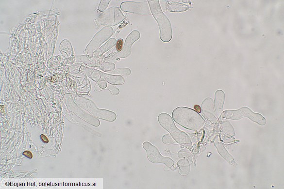 Inosperma pisciodorum