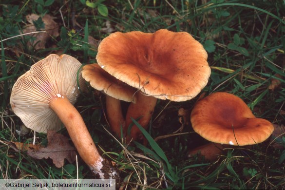 Lactarius fulvissimus