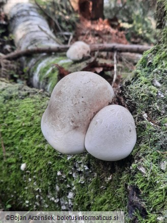 Fomitopsis betulina