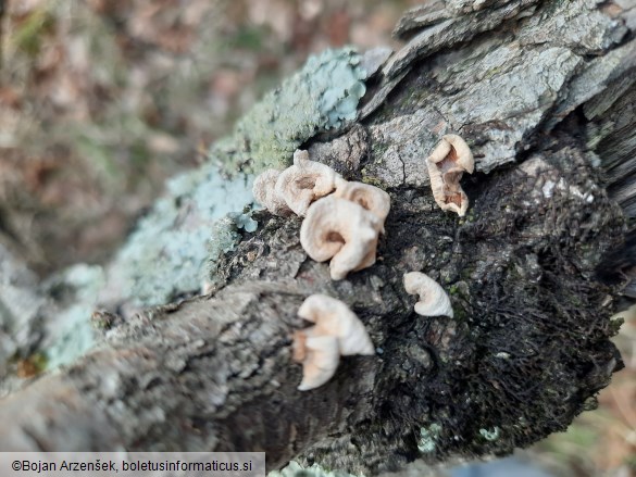 Panellus stipticus