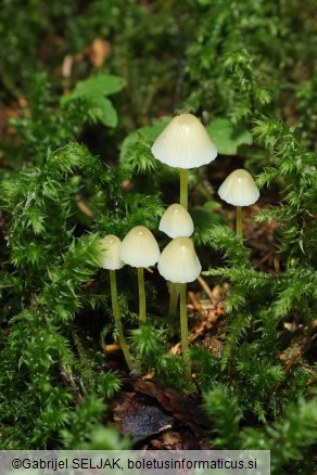 Mycena epipterygia