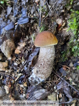 Leccinellum pseudoscabrum