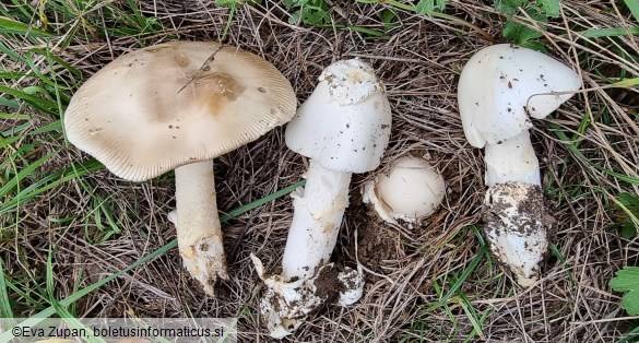 Amanita lividopallescens