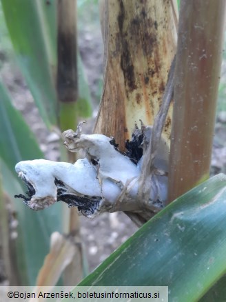 Mycosarcoma maydis
