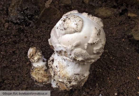 Amanita strobiliformis