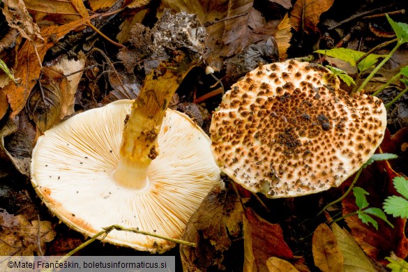 Echinoderma asperum