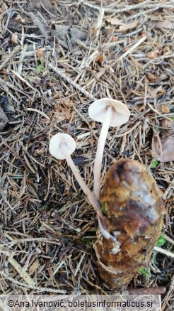 Gymnopus confluens