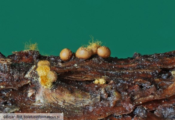 Trichia varia