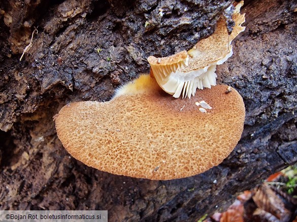 Crepidotus crocophyllus