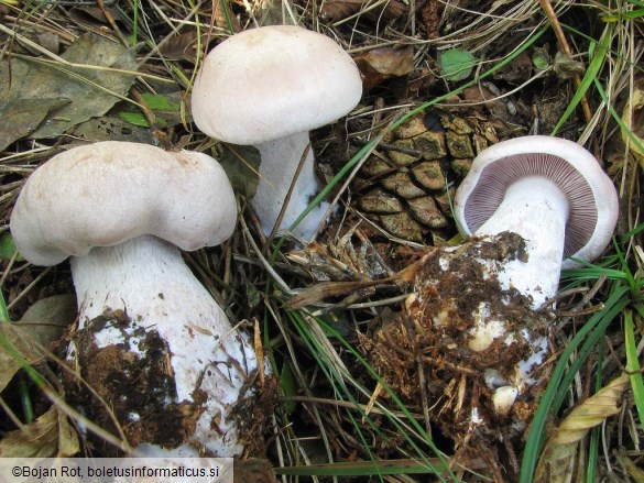 Lepista glaucocana
