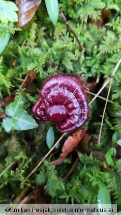Ganoderma carnosum