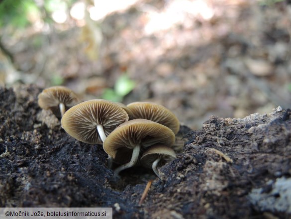 Simocybe sumptuosa