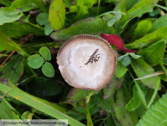 Cuphophyllus flavipes