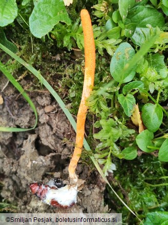 Cordyceps militaris