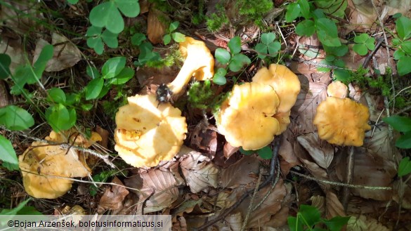 Cantharellus cibarius