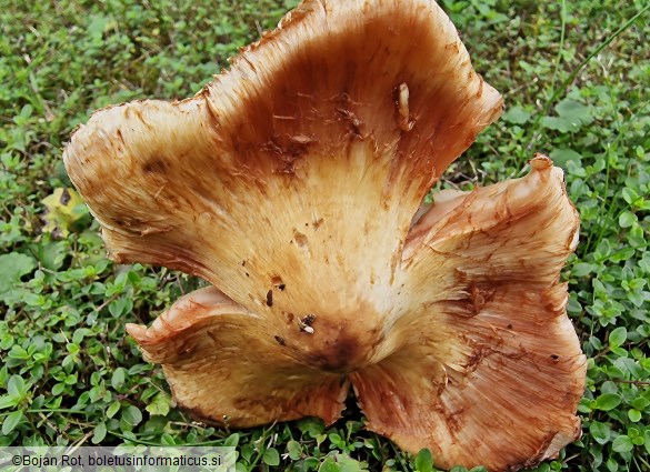Inocybe fraudans