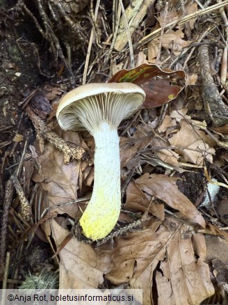 Gomphidius glutinosus