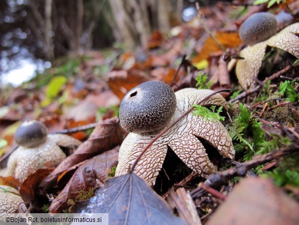 Astraeus hygrometricus