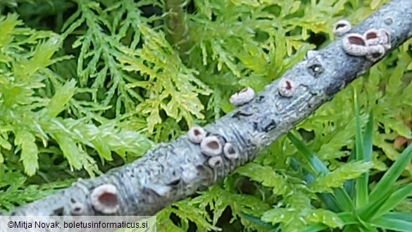 Velutarina rufo-olivacea