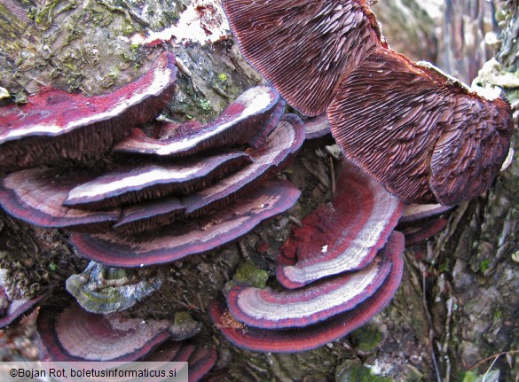 Daedaleopsis tricolor