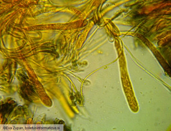 Patinellaria sanguinea