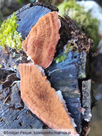 Merulius tremellosus
