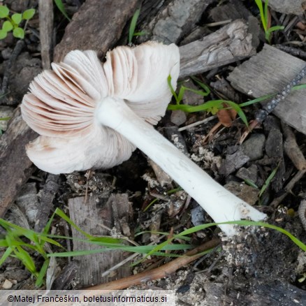 Volvopluteus gloiocephalus