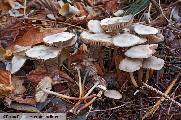Marasmius wynneae