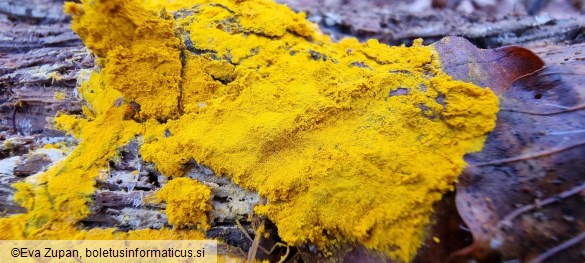 Hypomyces microspermus