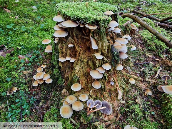 Hypholoma capnoides