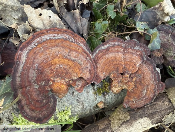 Daedaleopsis tricolor