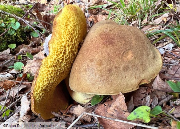 Xerocomus ferrugineus